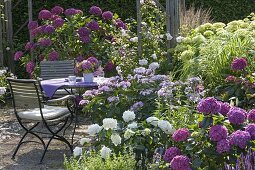 Sitzplatz im Schattengarten zwischen Hydrangea (Hortensien), Rosa (Rose)