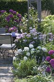 Seat in shade garden between Hydrangea (Hydrangea), Rosa (Rose)