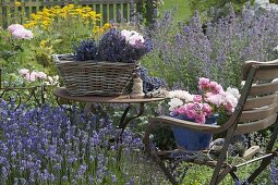 Lavender harvest in the garden