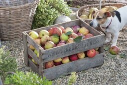 Wooden box with freshly picked apples (Malus)