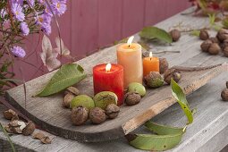 Kerzen auf gebogenem Holzbrett, dekoriert mit Walnuessen (Juglans regia)