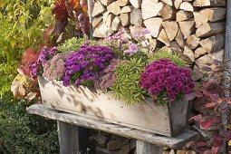 Wooden balcony box with Chrysanthemum 'Kifix', 'Pan'