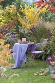 Small seat on lawn at the autumnal bed with asters and groves