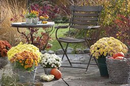 Autumn terrace with Chrysanthemums