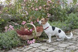 Dog Zula sitting next to basket of freshly cut pinks (roses)