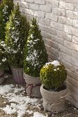 Evergreen trees packed winter-proof