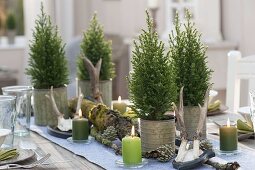 Table decoration with Chamecyparis 'White Spot' in tin pots