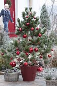 Christmas decorated Pinus leucodermis