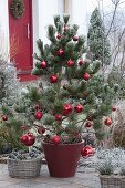 Christmas decorated Pinus leucodermis