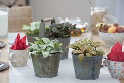 Table decoration with Fittonia albivenis 'Argyroneura' left, 'Skeleton' right