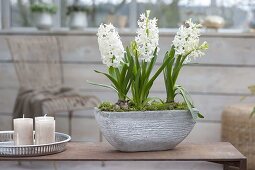 Hyacinthus 'White Pearl' (Hyacinth) in gray jardiniere