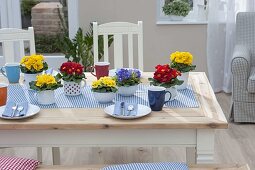 Table decoration with Primula acaulis in muesli bowls and enamel cups
