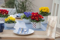 Table decoration with Primula acaulis in muesli bowls and enamel cups