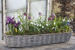 Basket with Galanthus nivalis, Iris reticulata