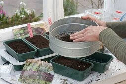 Vegetable growing in heatable sowing bowls