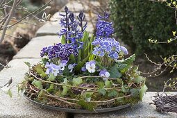 Primula Siroccoco 'Blue' 'Purple' (Gerueschte Primeln), Hyacinthus multiflora