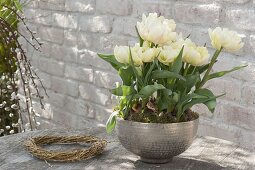 Silberne Schale mit Tulipa 'Montreux' (Gefuellten Tulpen)