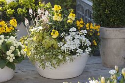 Yellow-white spring bowls