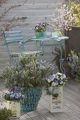Spring balcony with blooming rosemary and viola cornuta