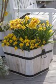 Wooden tub with Tulipa 'Monsella', Narcissus 'Tete A Tete'