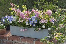 Grauer Holzkasten rosa und blau bepflanzt : Dicentra spectabilis