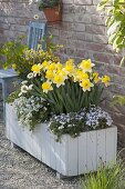 White wooden box planted white-yellow with Narcissus 'Goblet'