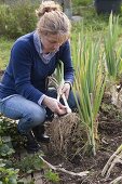 Frau erntet Lauch, Porree (Allium porrum)