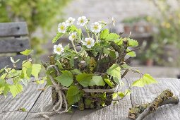 Maiengrün wild strawberry, pot covered with branches, branch