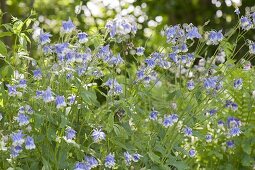 Aquilegia caerulea 'Sky Blue', in the garden