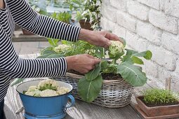 Basket with mini cauliflower 'Multi-Head' (Brassica)