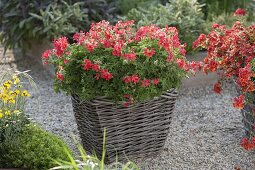 Pelargonium capitatum 'Concolor Lace' (Scented Geranium) in basket