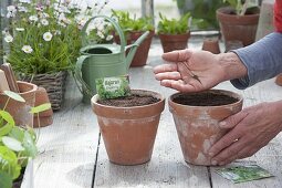 Sowing one-year-old marjoram (Majorana hortensis) in clay pots