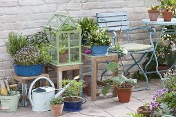 Frühsommer-Terrasse mit Kräutern und selbst gezogenen Jungpflanzen