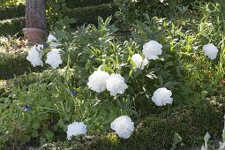 Paeonia lactiflora 'Shirley Temple' (Precious Peony)