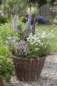 Wicker basket planted with perennial lupinus, Veronica spicata