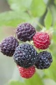 Black raspberry 'Black Jewel'