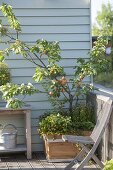 Apricot tree, in wooden box, planted with strawberries