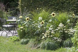 White-yellow bed with Helianthus annuus 'Buttercream'