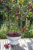 Sour cherry in the flower bed, colander with freshly picked fruits