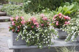 Gray box and pot with Begonia semperflorens, Bacopa