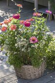 Basket with zinnia, marjoram and thyme