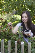 Young woman picking blackberries (Rubus fruticosus)