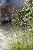 Bouteloua gracilis (mosquito grass)