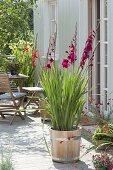 Gladiolus 'Plumtart' in wooden tub on the terrace
