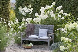 Shady seating area on wooden bench on white flowerbed with hydrangea