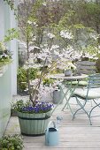 Terrace with Prunus 'Accolade' in the wooden tub, underplanted