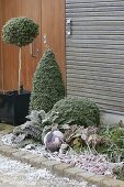 Wintery bed with hoarfrost buxus, branches, cones