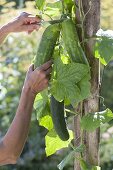 Planting cucumber and direct them upwards on a string