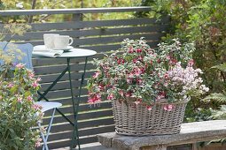 Basket planted for the shady balcony