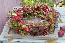 Autumn wreath with clematis (clematis) and Parthenocissus